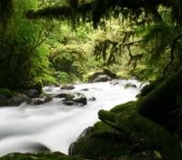 Hollyford River